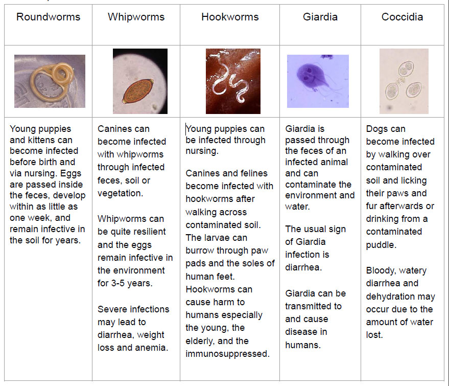 giardia and coccidia in humans)